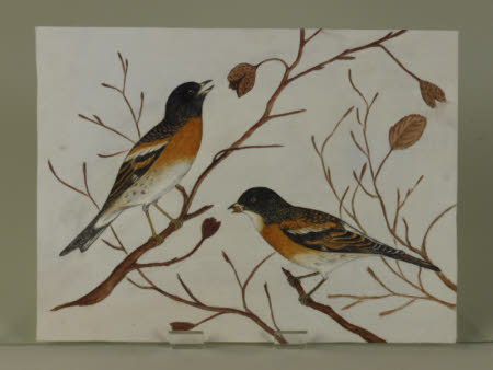 Possibly Bramblings