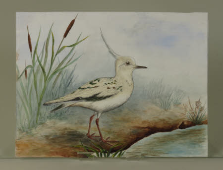 A Leucitious (pale) Lapwing