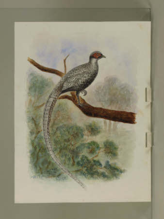 Hybrid Pheasant