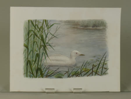 Albino Little Grebe