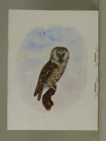 Tengmain's (Boreal) Owl