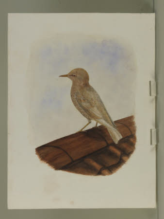A Starling possibly Leucitios