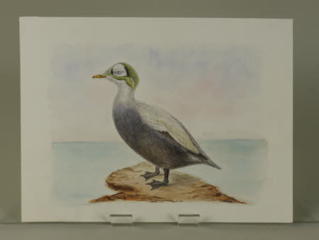 Spectacled Eider (a green-headed Duck)