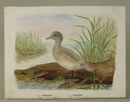 A Widgeon