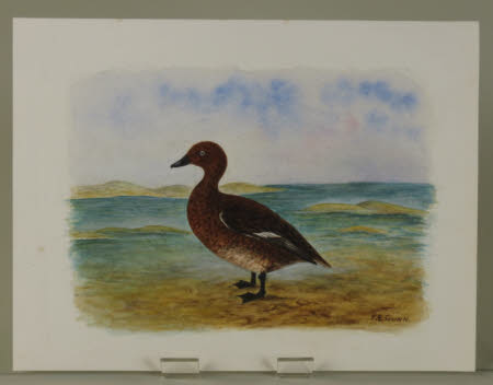 White-Eyed Pochard