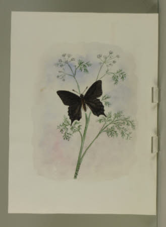 Black Butterfly