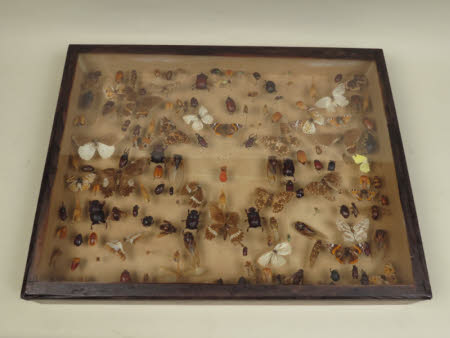 Specimen case