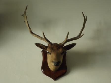 Deer head