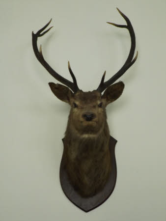 Deer head