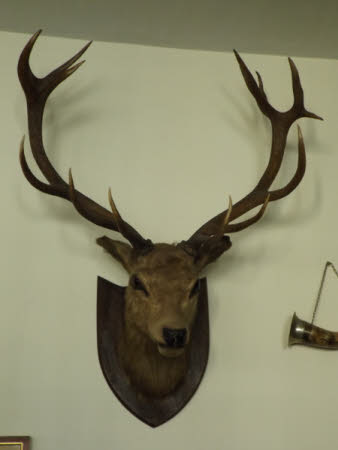 Deer head