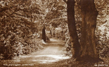 A photographic postcard of a view of Sheringham. In the Park. A view of a lane through woods.