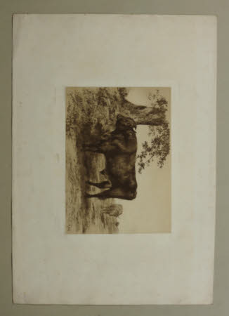 Etude de Taureau (after Rosa Bonheur)