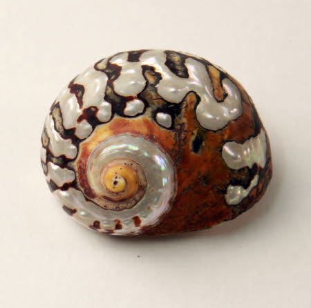 Sea shell