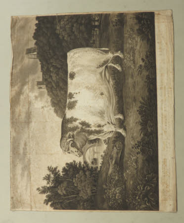 Durham Bull, Favourite (after B. Taylor)