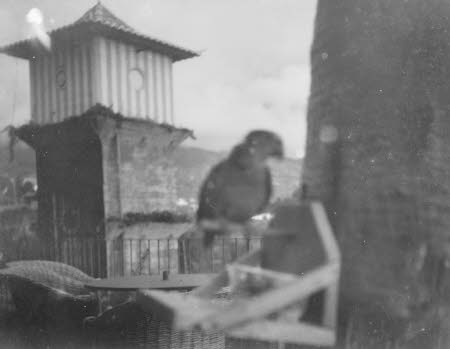 Shaw’s Corner. Reproduced with kind permission of LSE, The National Trust, and The Society of Authors on behalf of the Bernard Shaw Estate.   © National Trust 