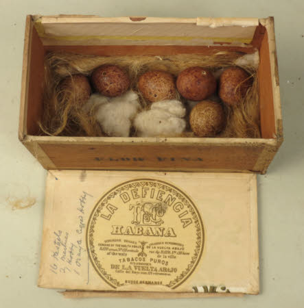Bird's egg