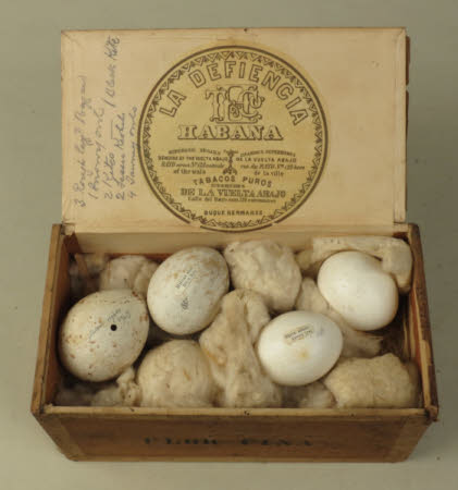 Bird's egg