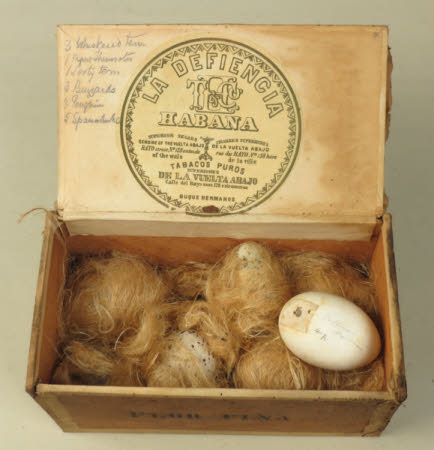 Bird's egg
