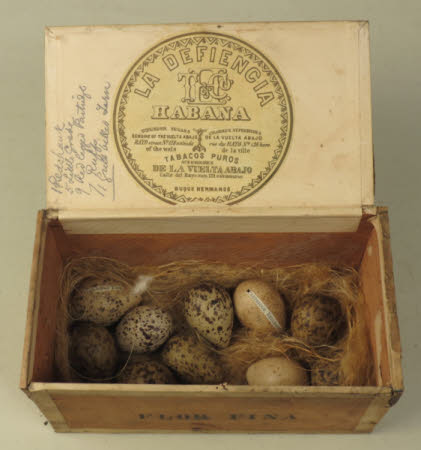 Bird's egg