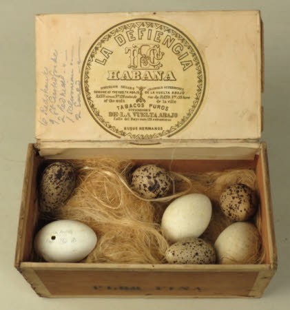 Bird's egg