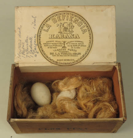 Bird's egg