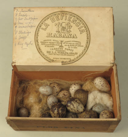 Bird's egg