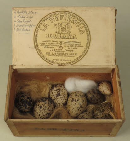 Bird's egg