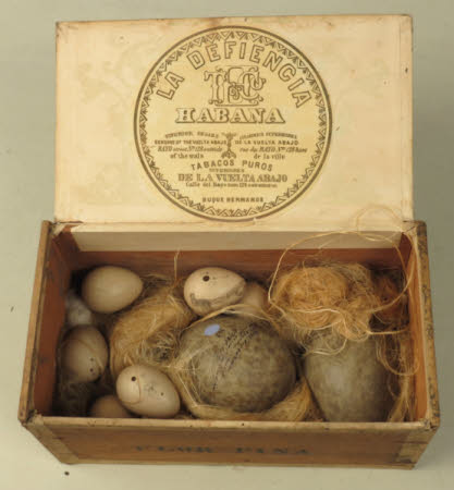 Bird's egg
