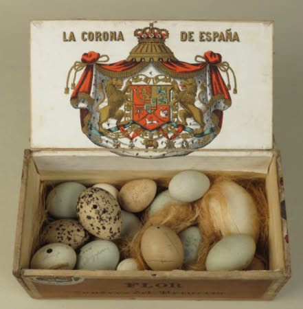 Bird's egg