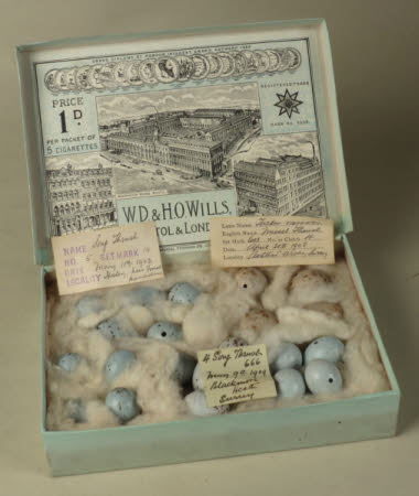 Bird's egg