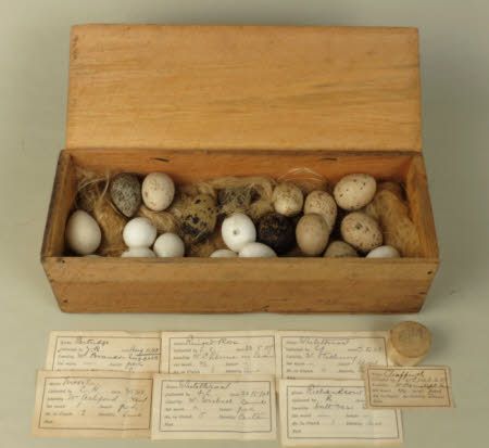 Bird's egg