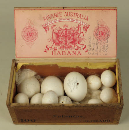 Bird's egg