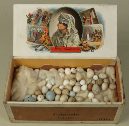 Bird's egg