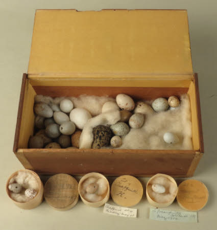 Bird's egg