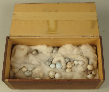 Bird's egg