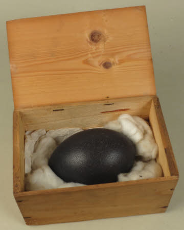 Bird's egg