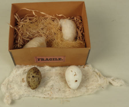 Bird's egg