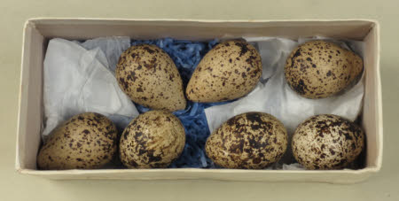 Bird's egg