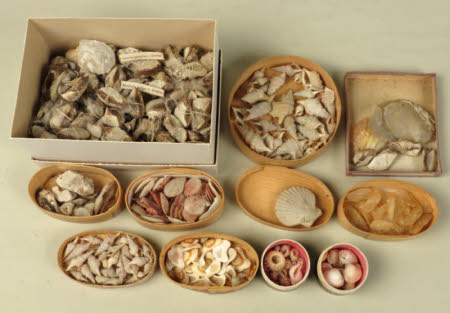Specimen drawer