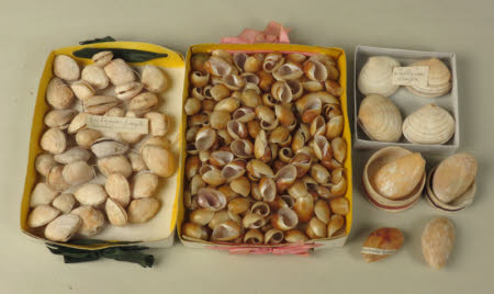 Specimen drawer