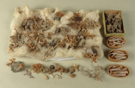 Specimen drawer
