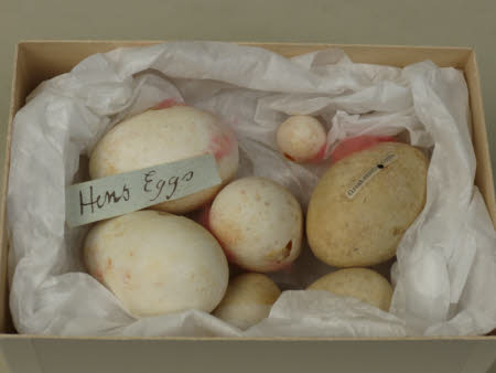 Bird's egg