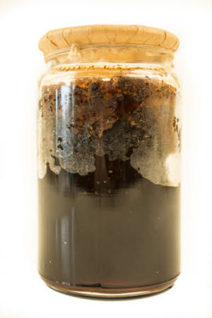 Mr Straw's House, Endcliffe Villa © National Trust / Jules Foster