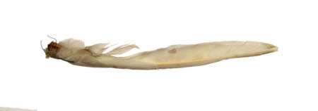 Feather