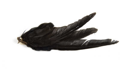 Feather