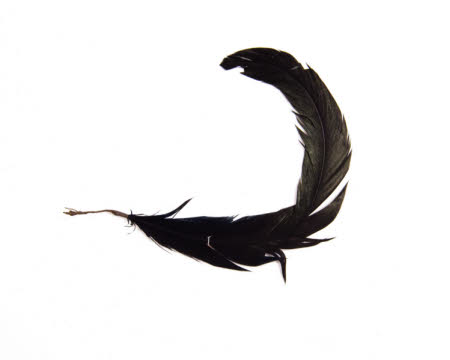 Feather