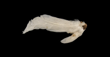 Mr Straw's House, Endcliffe Villa © National Trust / John William Brown