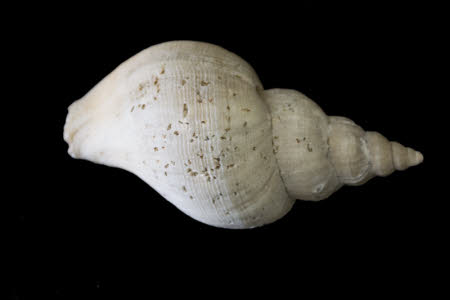 Shell
