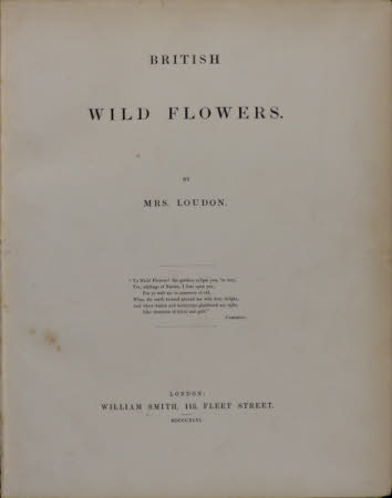 British wild flowers 