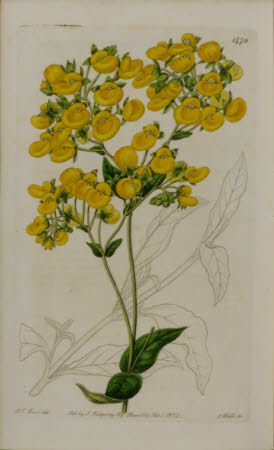 Saltram © National Trust / Michael Ford